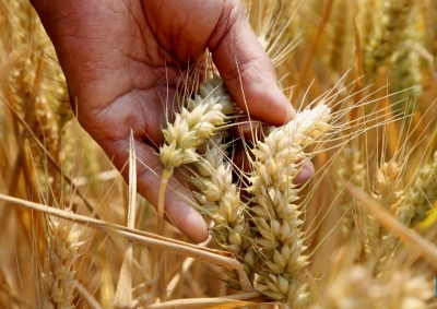 Ukrainian, Polish Ministers Discuss Grain Export