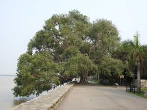 'Sindoor Van' to Honour Armed Forces in Gujarat, 20 Acre Forest Project Announced