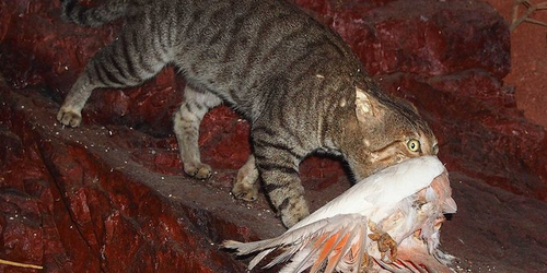 Australian Government Declares War on Feral Cats