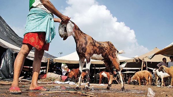 Drunk villager slaughters man at goat sacrifice fest 