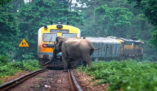 Railways to Madras HC: Not possible to reduce speed of trains to prevent elephant deaths