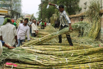 UP to Set New Record in Sugarcane Payments to Farmers