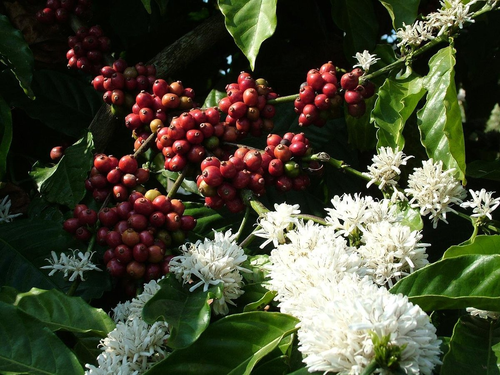 Coffee Planters in Karnataka Heave Sigh of Relief as Prices Go Up, Cup of Coffee to Cost More