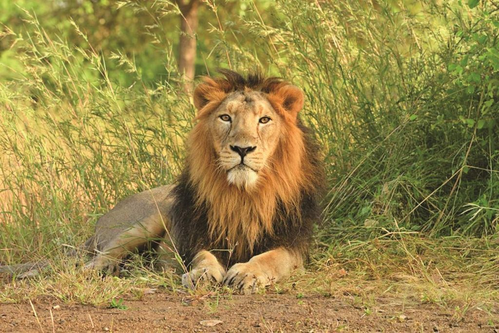 Rajkot's Proposed Lion Safari Park Takes Shape with Fence, Tree Planting