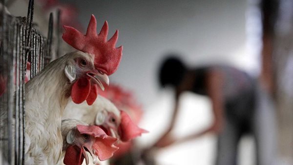 Bird flu unlikely to spread in India: Experts