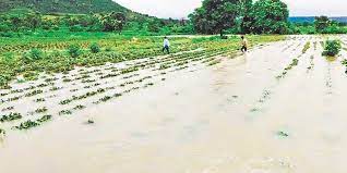 Crops spread over 8 lakh hectares damaged in flood-hit Andhra