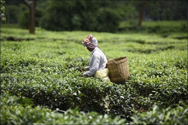 Assam Tea Industry Predicts Crop Loss of 40% Due to Drought